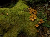 Kuehneromyces lignicola image