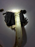 Agaricus texensis image