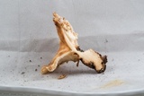 Polyporus craterellus image