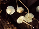 Cystolepiota seminuda image