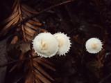 Cystolepiota seminuda image