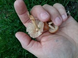 Marasmius oreades image