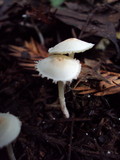 Cystolepiota seminuda image