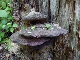 Ganoderma lobatum image