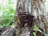 Ganoderma lobatum image