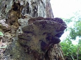 Ganoderma lobatum image