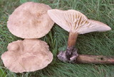 Lactarius marylandicus image