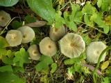 Parasola auricoma image
