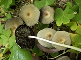 Parasola auricoma image