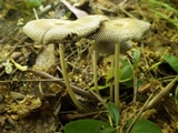 Parasola auricoma image