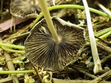 Parasola auricoma image
