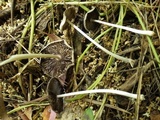 Parasola auricoma image