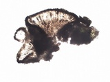 Diplotomma chlorophaeum image