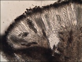 Diplotomma chlorophaeum image