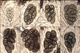 Diplotomma chlorophaeum image