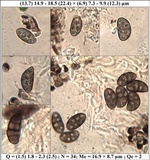 Diplotomma chlorophaeum image