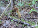 Verpa bohemica image