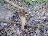 Verpa bohemica image