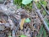 Verpa conica image