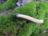 Verpa conica image