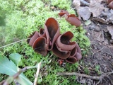 Peziza phyllogena image