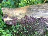 Auricularia angiospermarum image