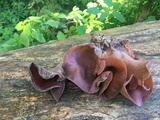 Auricularia angiospermarum image