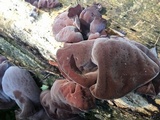 Auricularia angiospermarum image