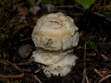 Amanita pantherinoides image