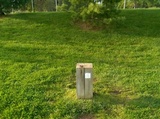 Gloeophyllum sepiarium image