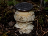 Amanita pantherinoides image