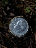 Amanita pantherinoides image