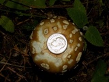 Amanita pantherinoides image