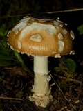 Amanita pantherinoides image