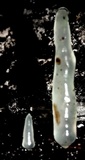 Gloeomucro chlorinus image