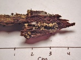 Mollisia lividofusca image