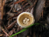 Nidula candida image