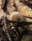 Nidula candida image