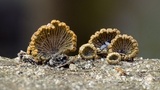 Schizophyllum umbrinum image