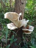 Omphalotus nidiformis image