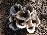 Omphalotus nidiformis image