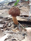 Boletellus emodensis image