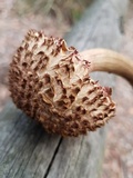 Boletellus emodensis image