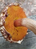 Boletellus emodensis image