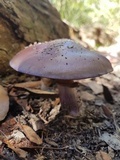 Cortinarius archeri image