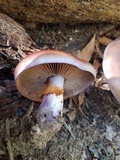 Cortinarius archeri image