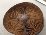 Cortinarius archeri image