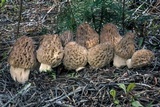 Morchella snyderi image