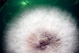 Apiospora montagnei image