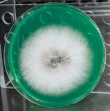 Apiospora montagnei image